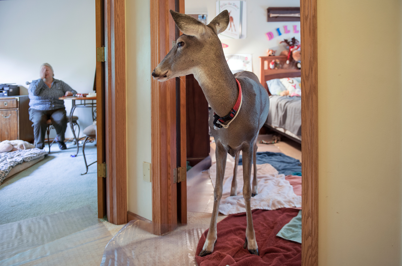 Dillie the Deer by Melanie Butera