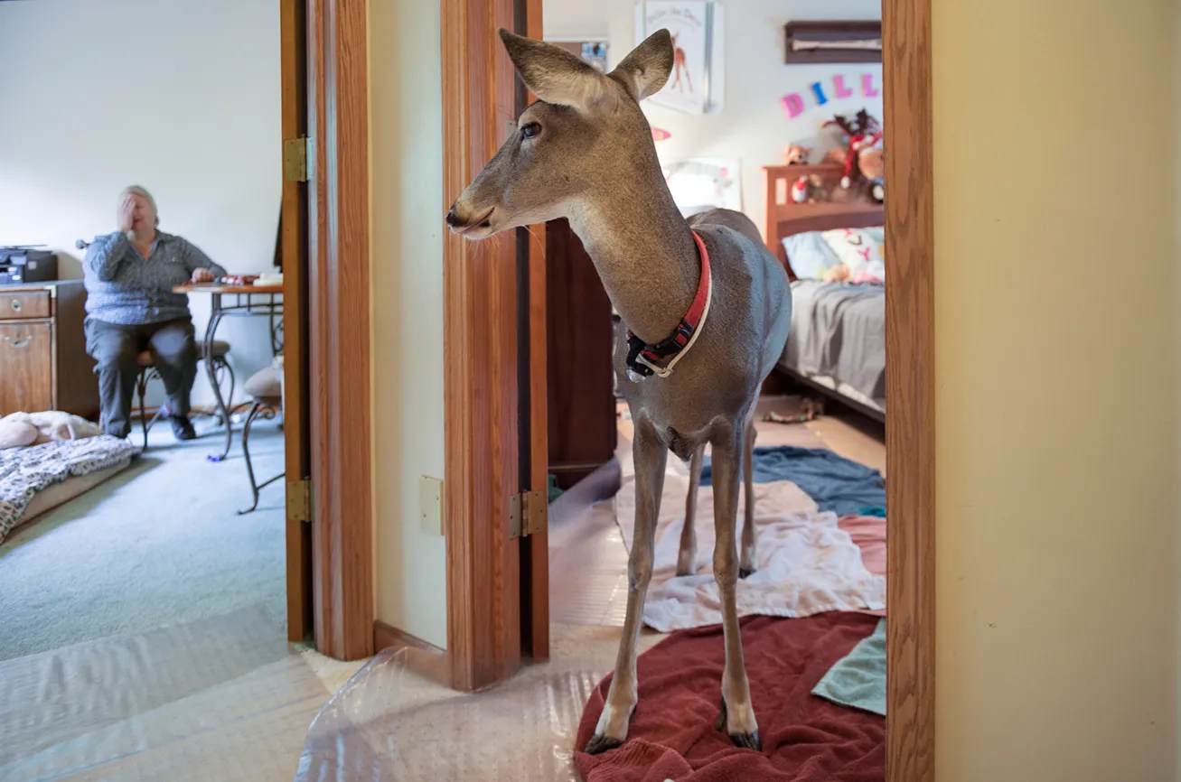 Dillie, who quickly became comfortable in the house soon after Melanie brought her home, has a favorite spot on the couch and can often be found upstairs in her bedroom.