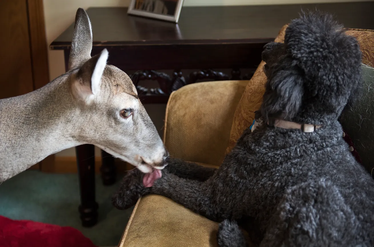 Dillie is best buds with black standard poodle, Willie, pictured here. Before Willie came along, Dillie spent her days playing and exploring with the family’s late black standard poodle, Lady.