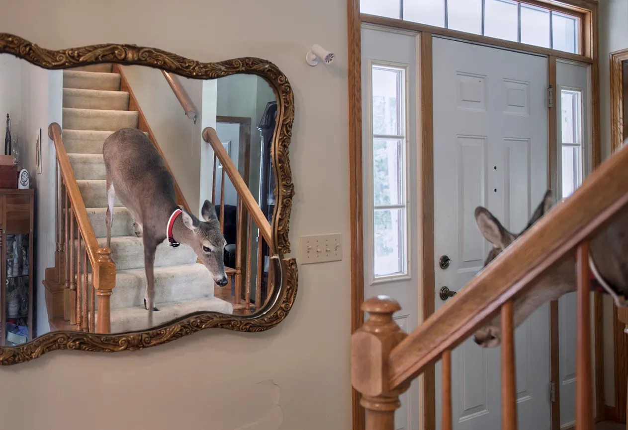 Melanie quickly discovered that Dillie had no trouble navigating the stairs. When the deer went upstairs for the first time, she made herself comfortable on Melanie and Steve's bed.