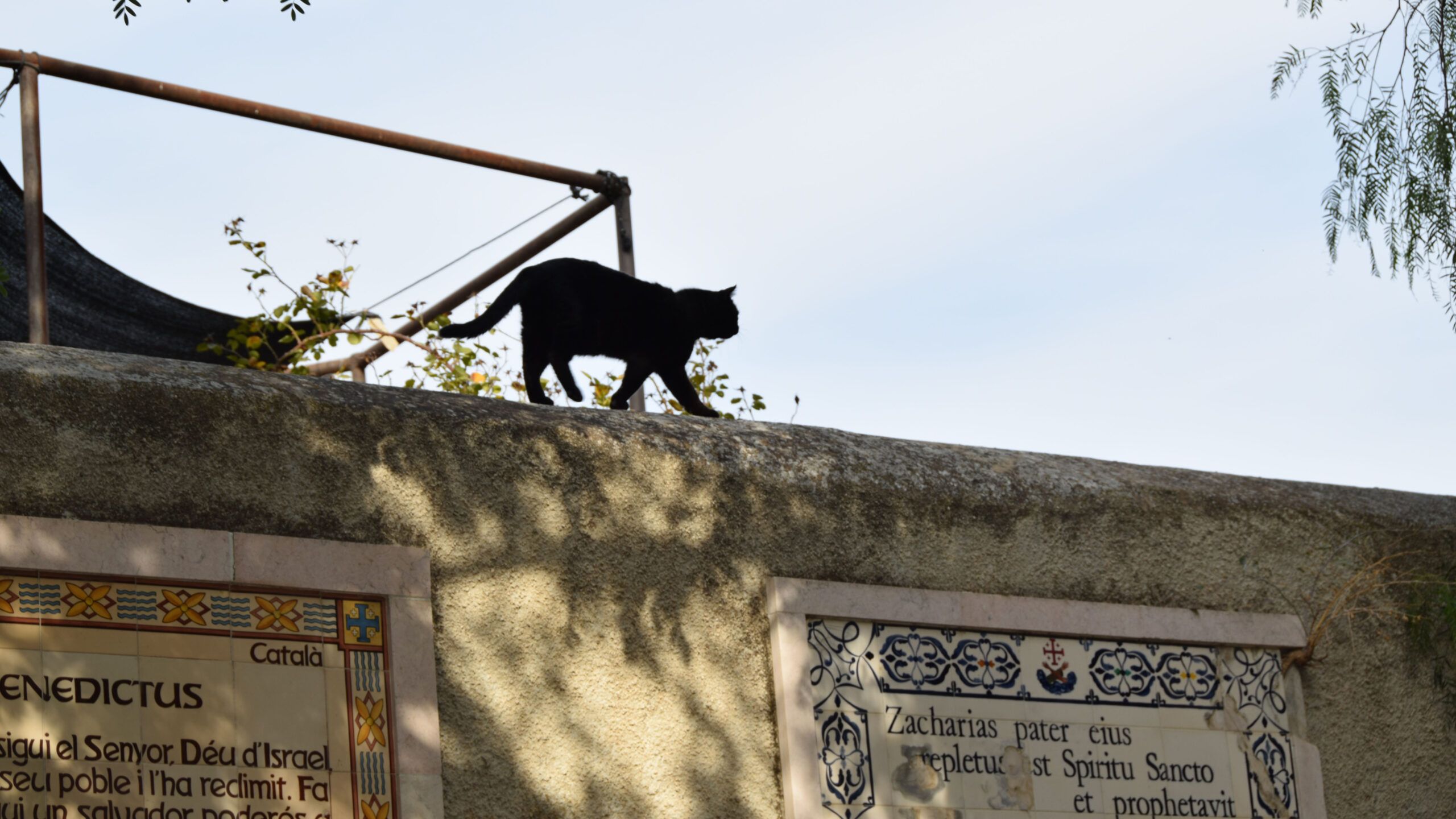 Cat along the wall of Zechariah's Song, Ein Karem, Jerusalem, Photo credit: Brooke Obie