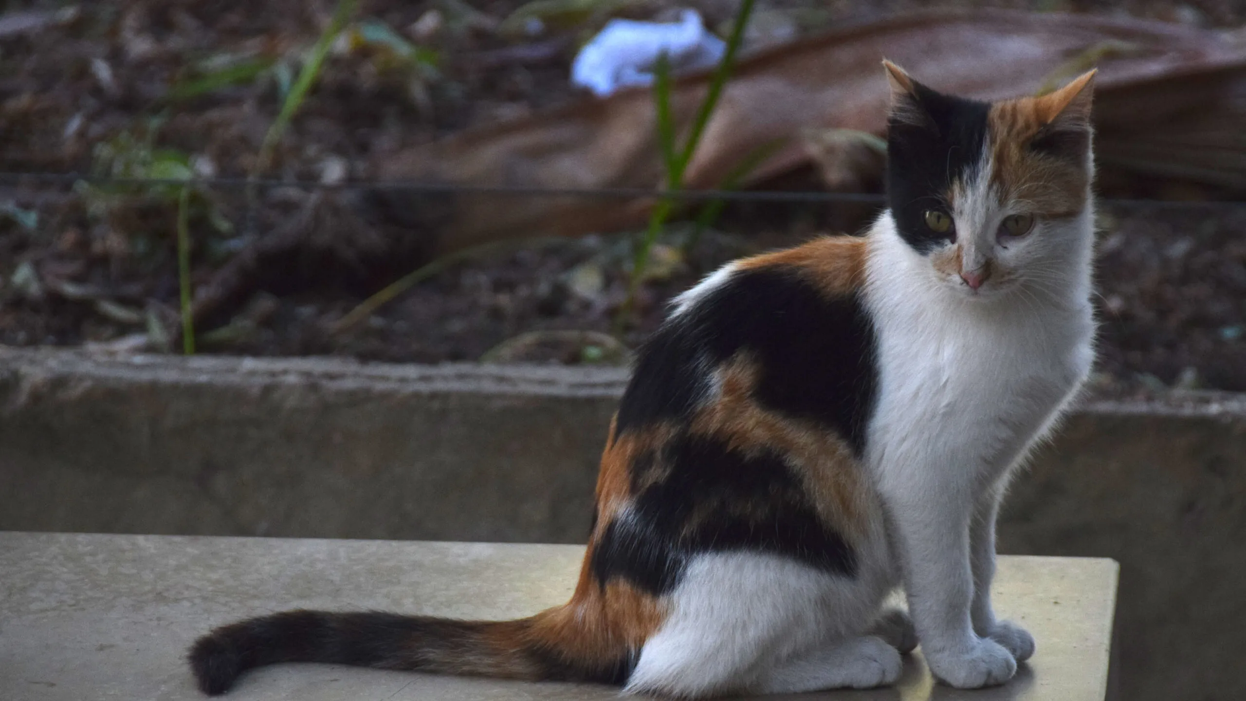 Pool of Bethesda cat, photo credit: Brooke Obie