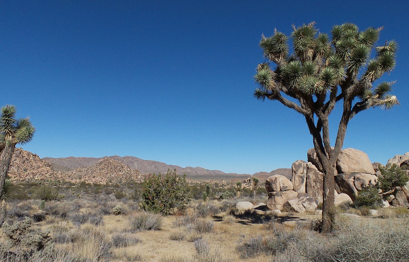 These are the uniquely beautiful trees for which Joshua Tree National Park is named.