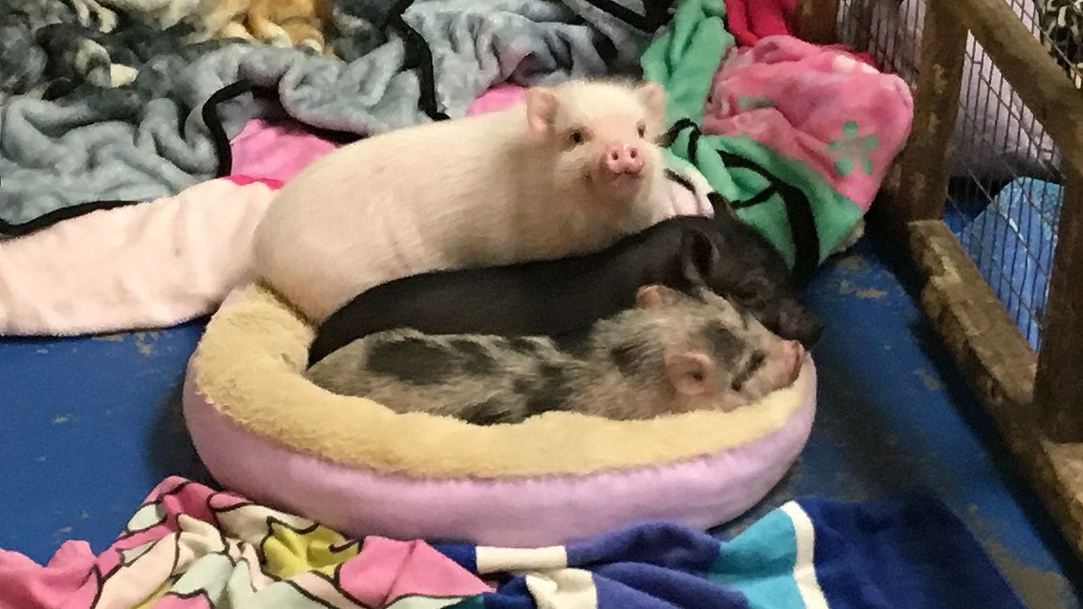 Snuggling with their brothers and sisters is one of the piglets' favorite pastimes.
