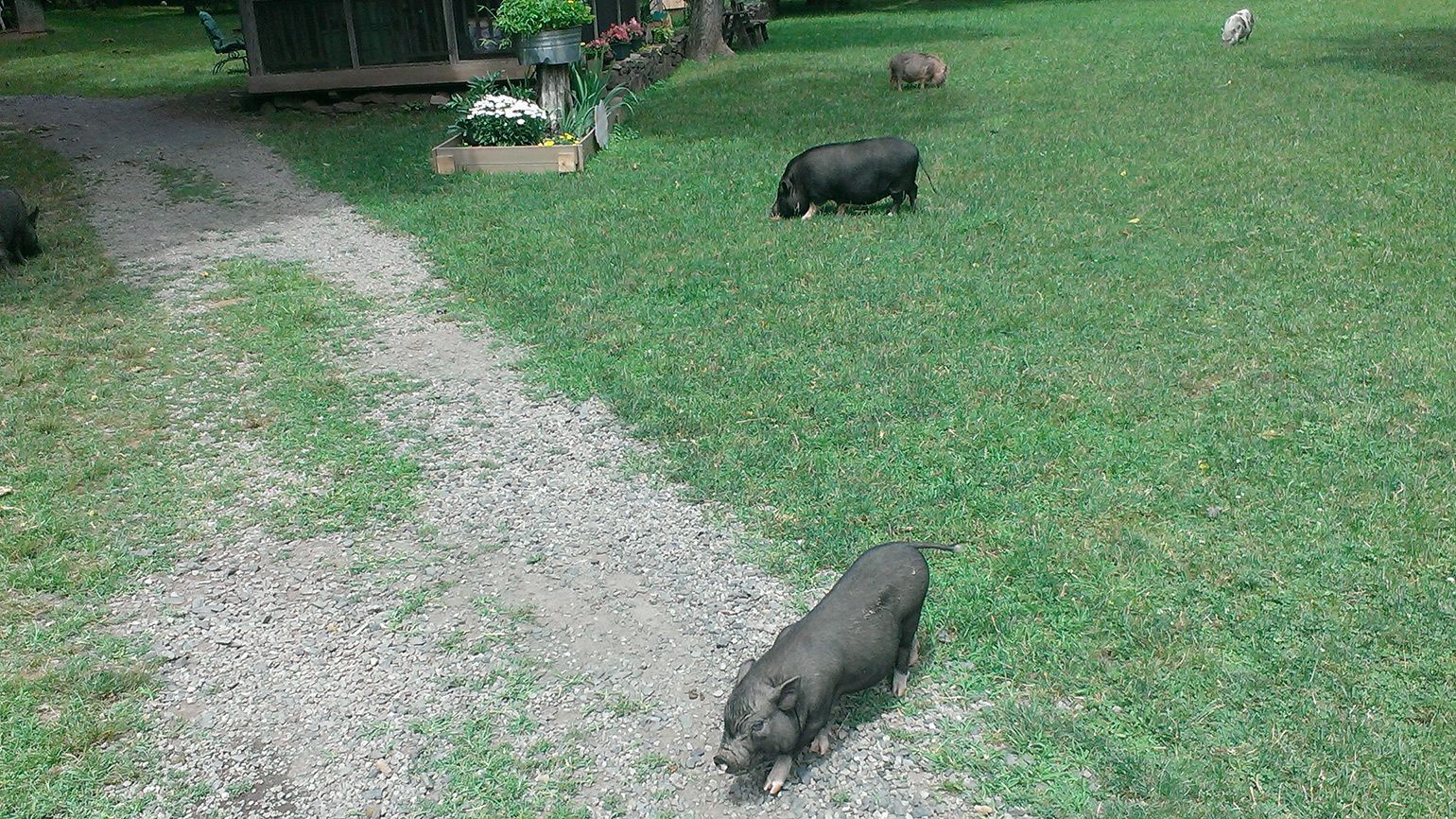 The farm is a pig rescue and sanctuary where the pigs roam free.