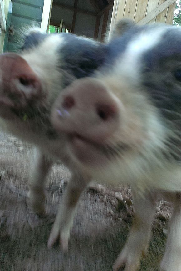 Two of the Ross Pig Farm's residents