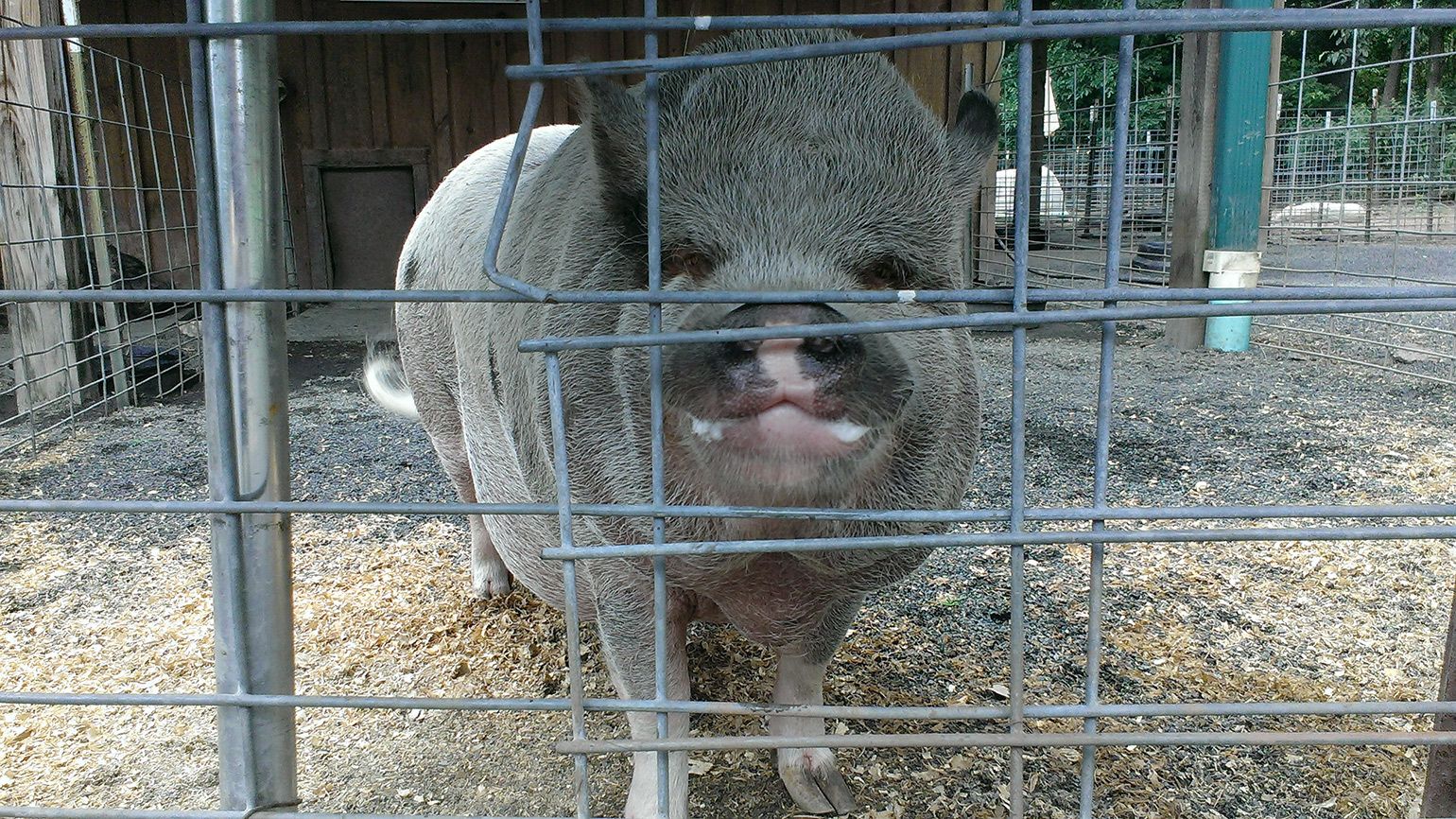 The farm is home to pigs of all different sizes, shapes, personalities and ages.