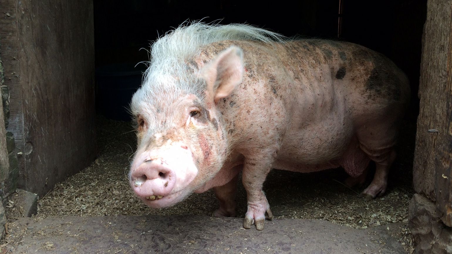 This pig is one of the farm's elders.