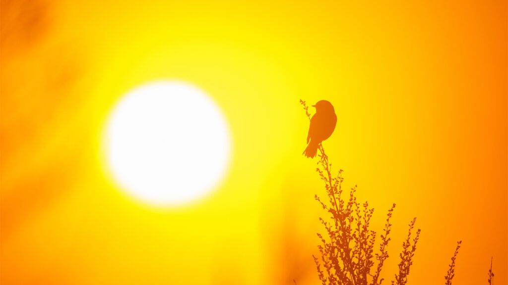 A small bird perches on a branch in the warmth of the sun