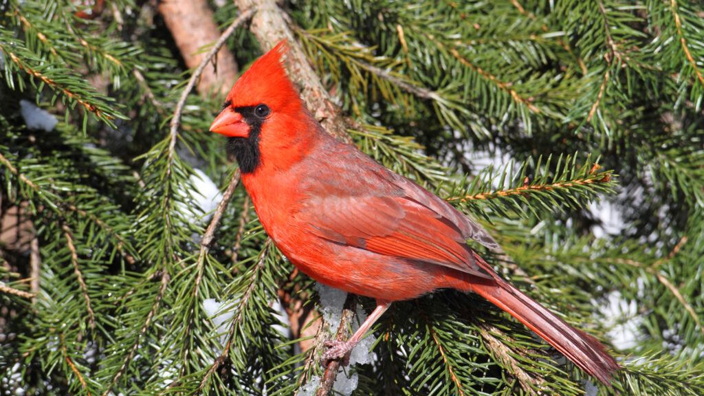 A Valentine red cardinal bird perched on a pine tree branch.