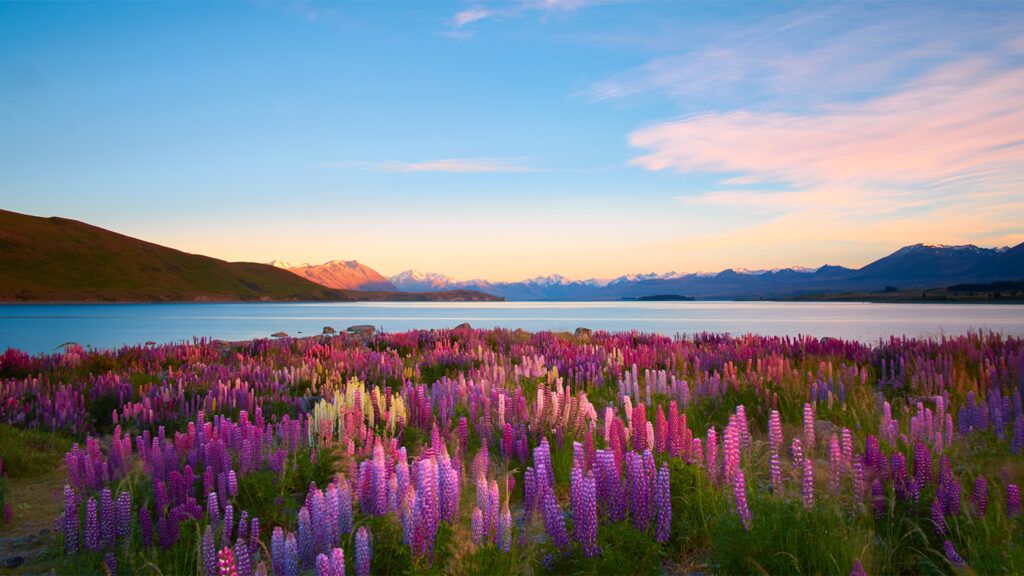 Purple flowers by a mountain lake