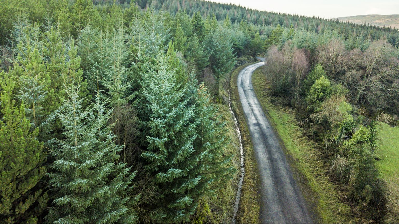 Aerial view of pine forest, The Glen of Aherlow, Tipperary, Ireland