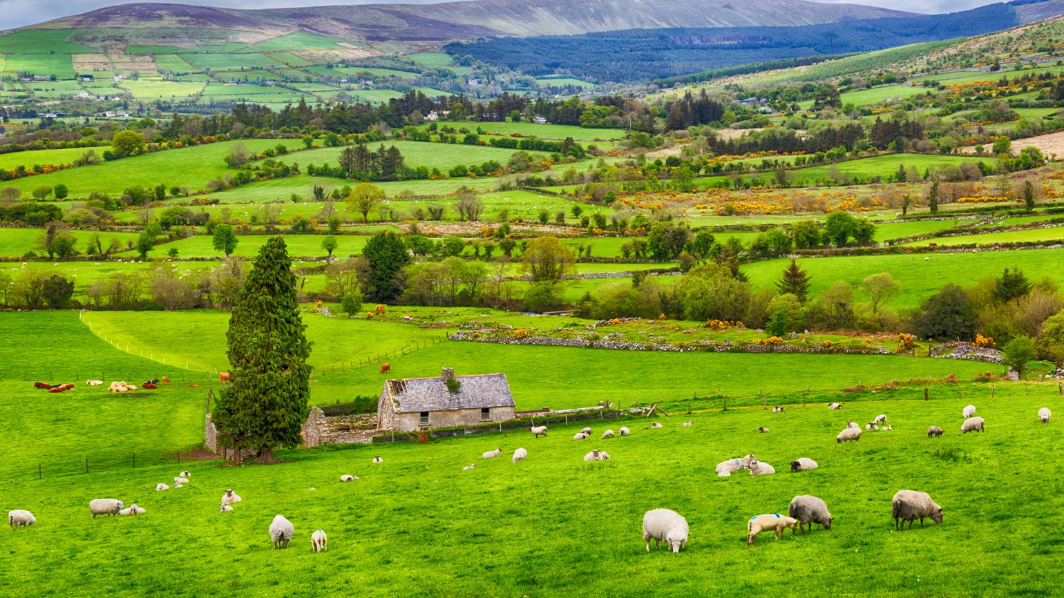 Green pasture scene with sheep in Ireland