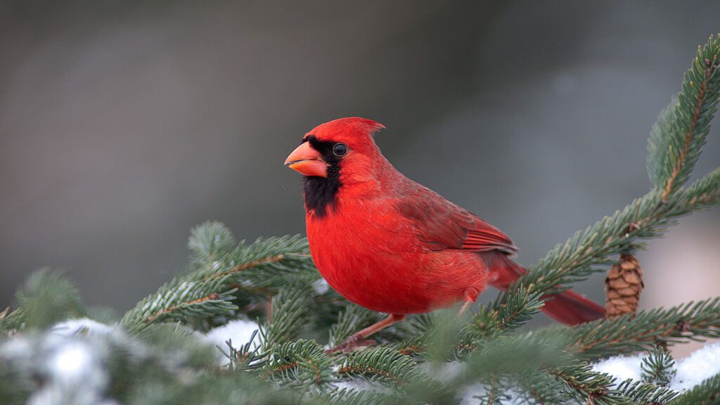 Cardinal perched on a snow-covered pine branch