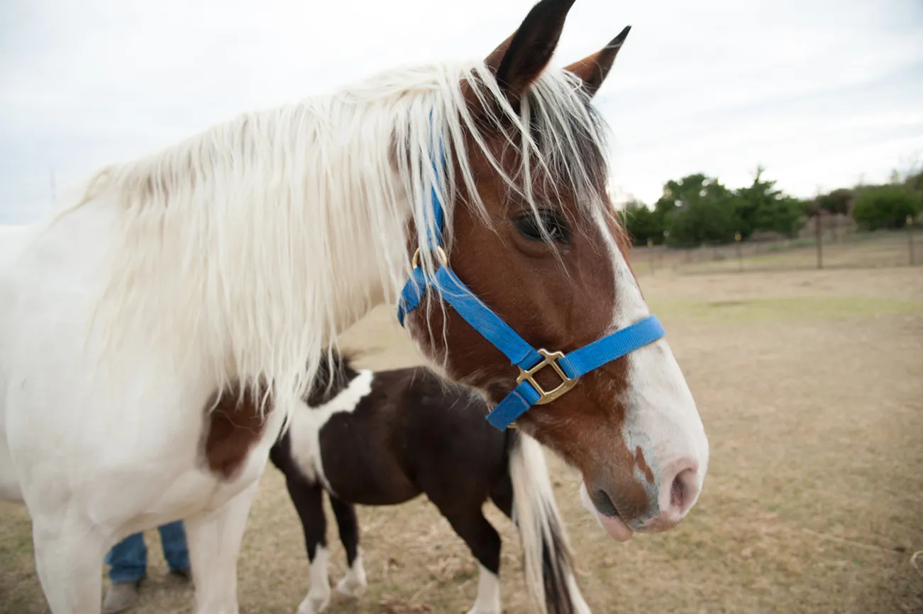 When they found Cody online, Kirk says he had no idea unwanted horses were being slaughtered for meat. He knew they had to save this mare.