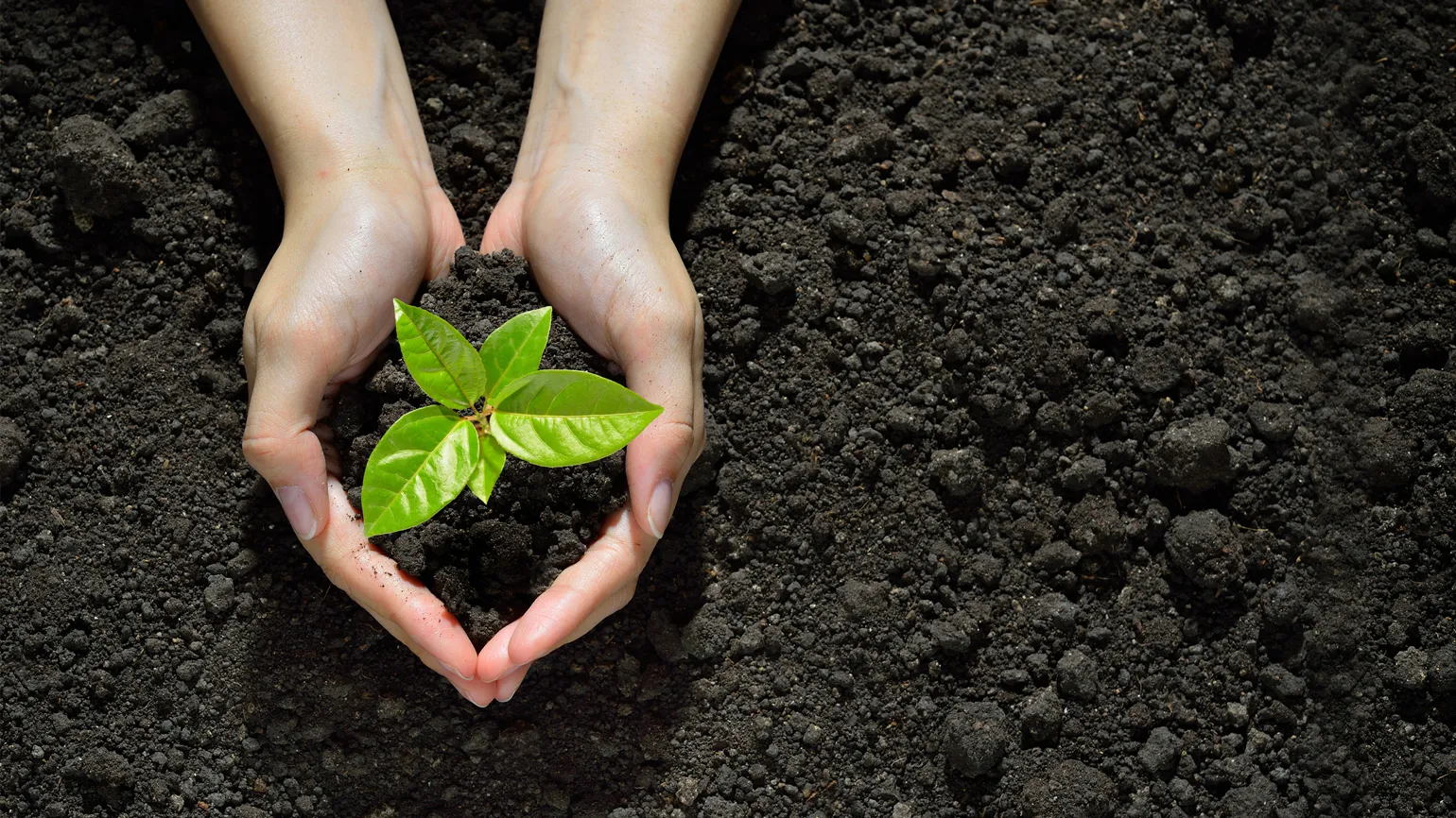 Hands holding and caring a green young plant