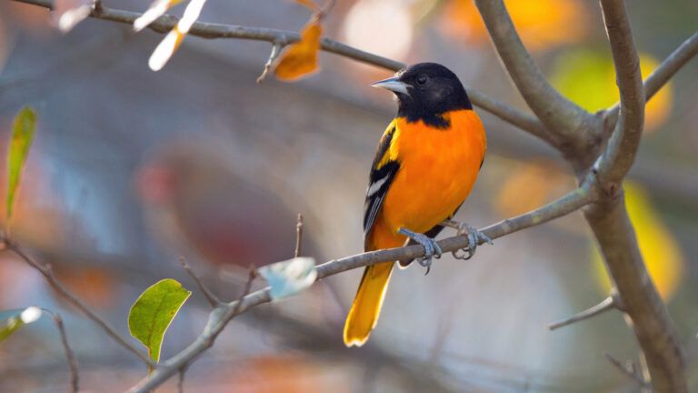 Baltimore Oriole perching in a tree in late fall.