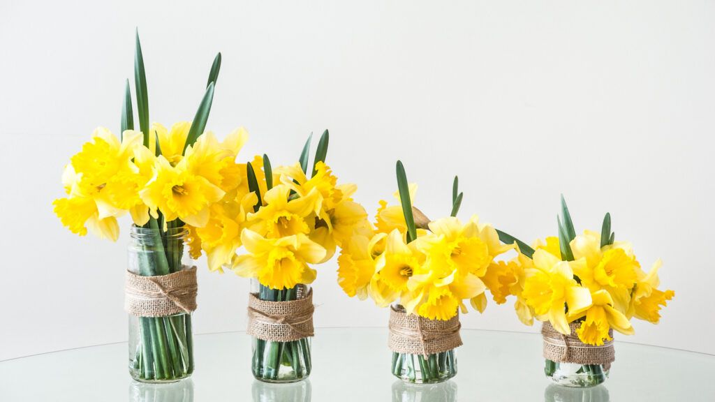 Daffodils of spring