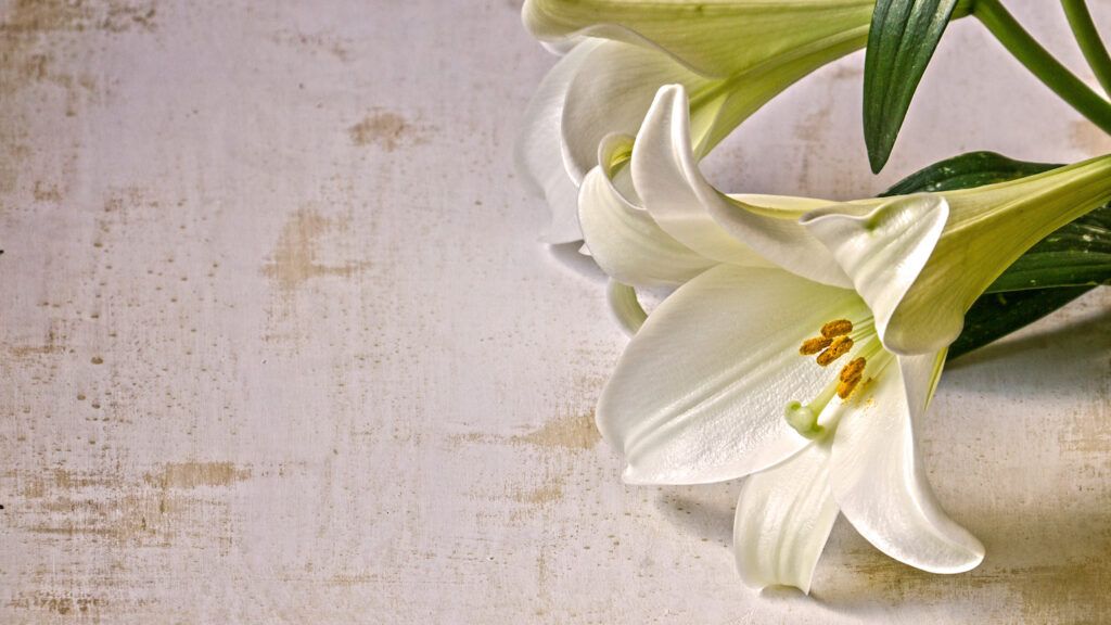 easter_lillies