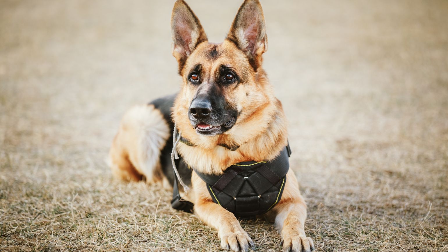 Salute Our Military Working Dogs 