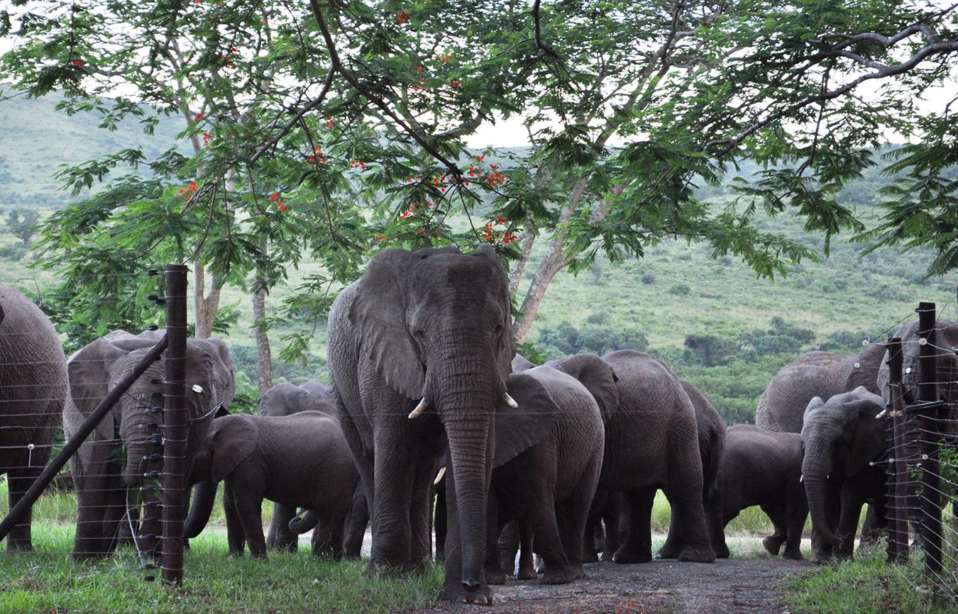 Elephants on the Thula Thula game reserve