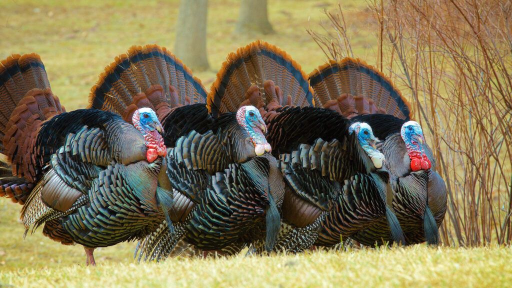 A flock of four turkeys in a row with their tail feathers fully spread