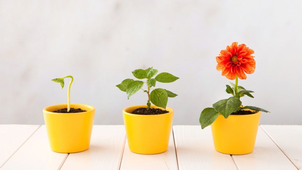 Three flower pots representing three stages of growth.