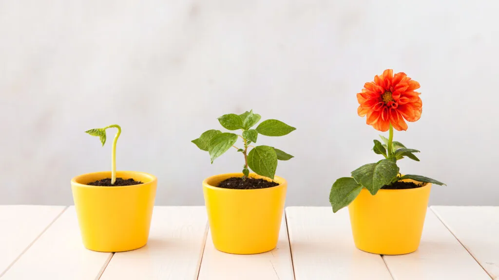 Three flower pots representing three stages of growth.