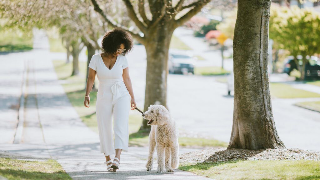 A woman enjoys time outdoors her standard poodle, taking it for a healthy walk on a sunny day.