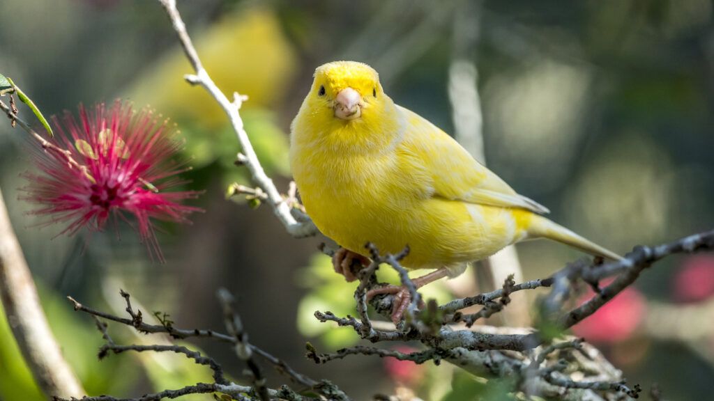 A yellow canary perched on a tree branch.