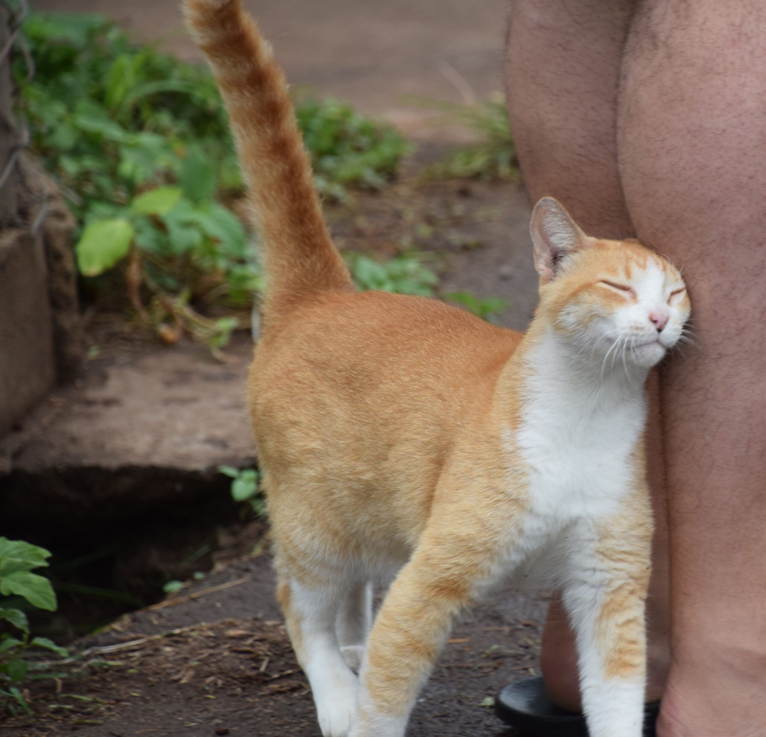 alley cat snuggles, molokai, photo credit: Brooke Obie
