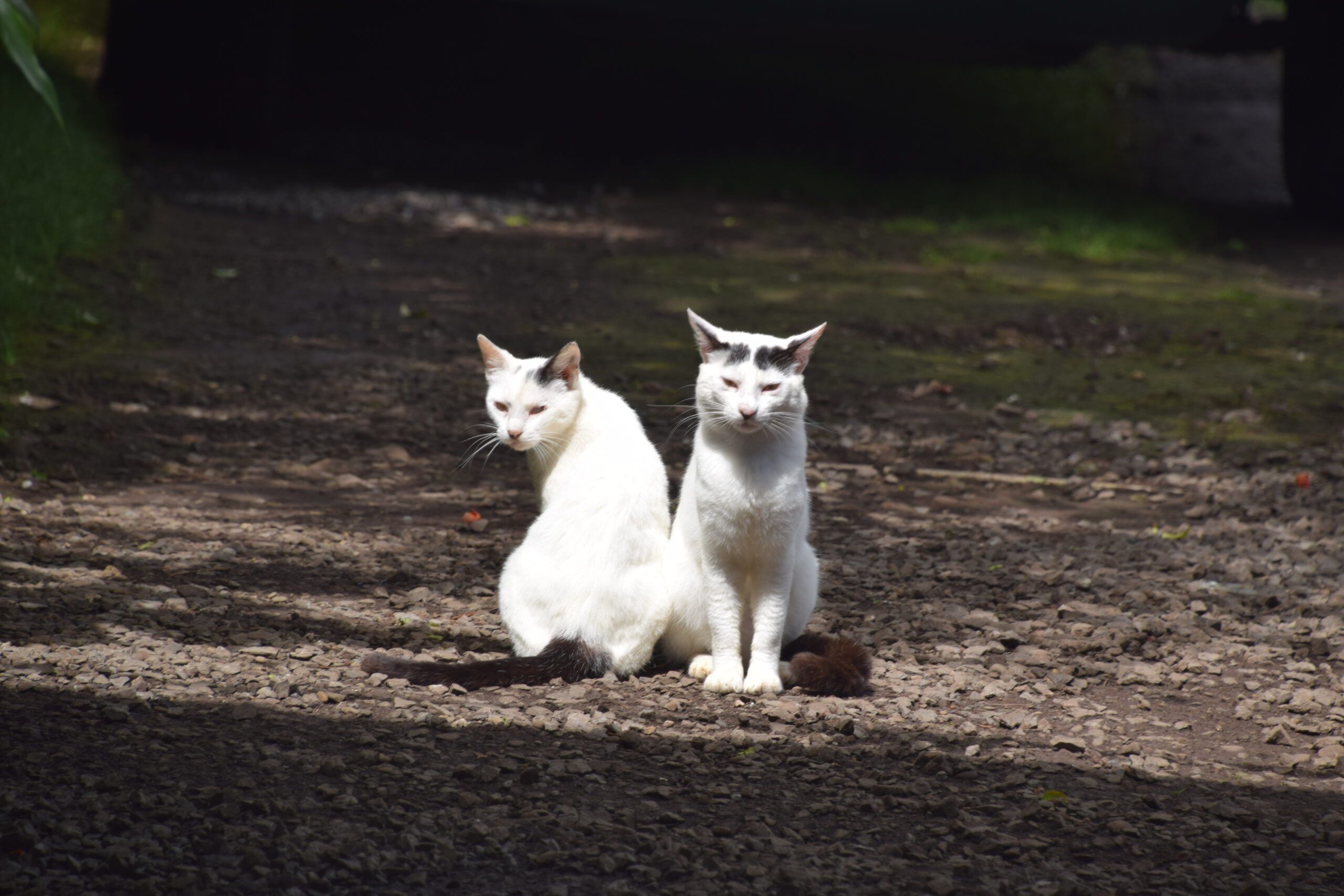 twin cats posing at Halawa Valley, photo credit: Brooke Obie