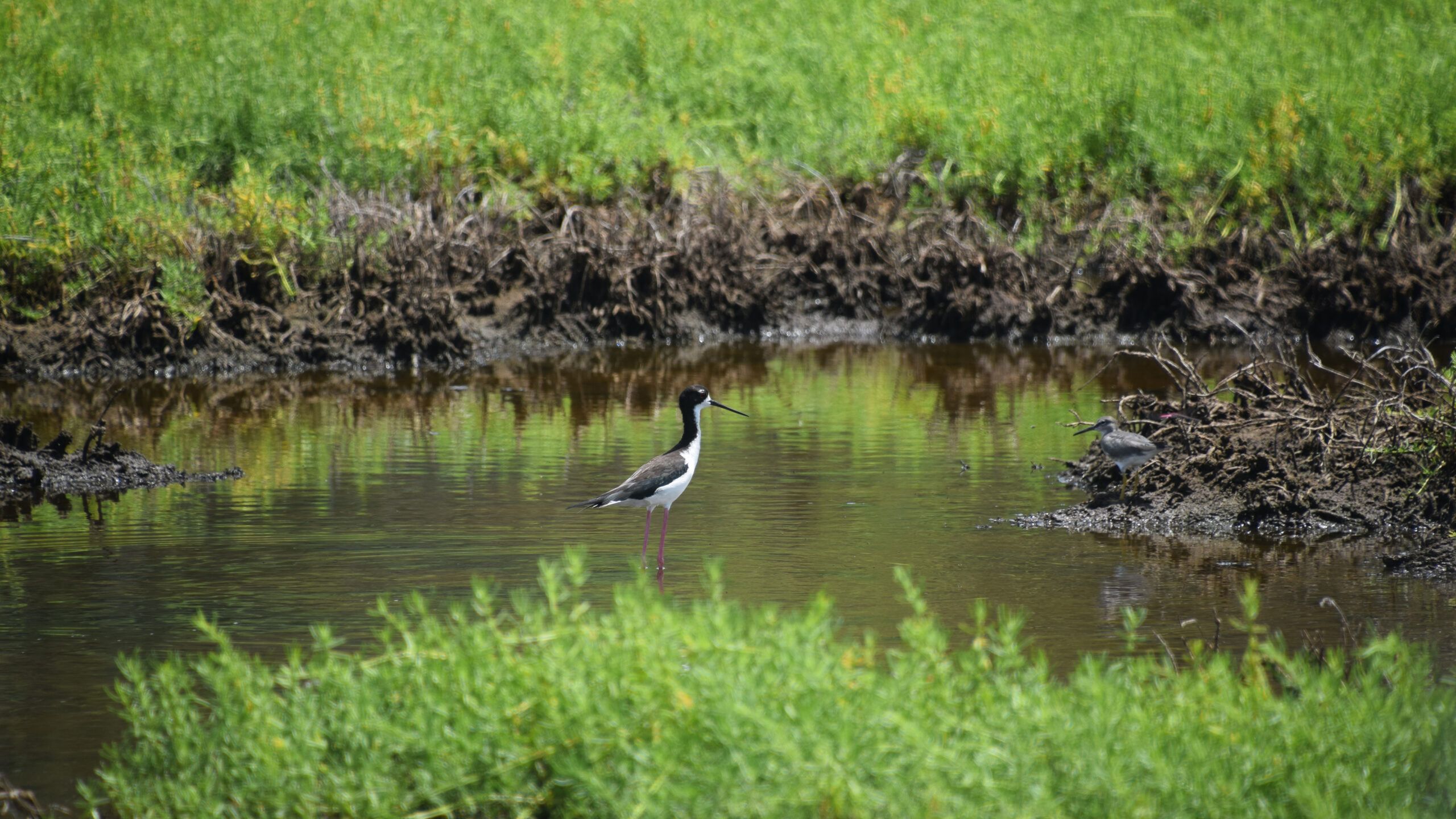 ae'o bird in the wetlands on Molokai, photo credit: Brooke Obie
