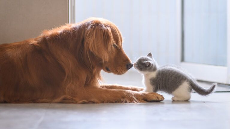 A dog and a kitten rub noses