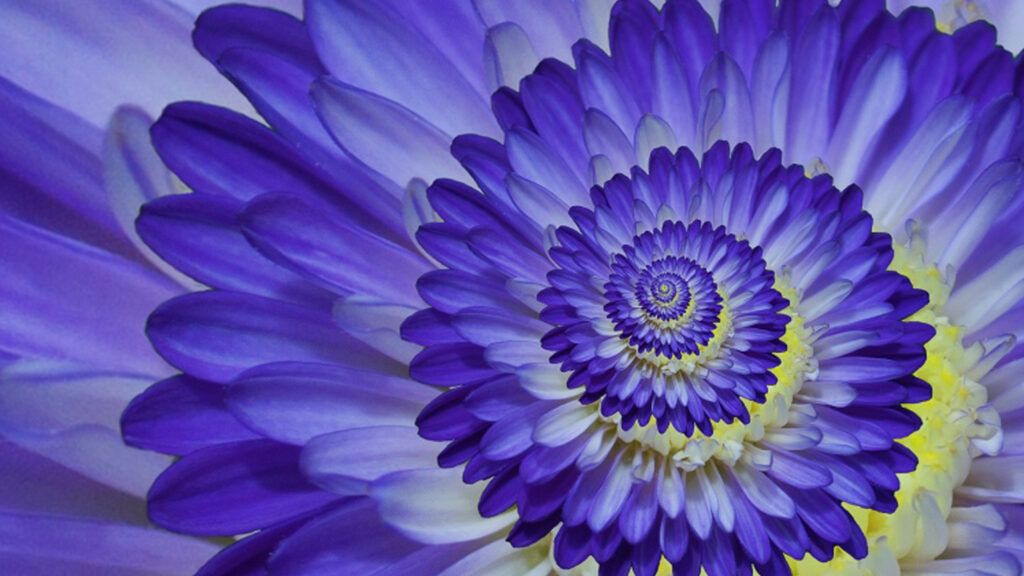 A close up of a purple hydrangea.