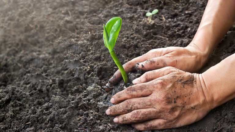gardening_hands_soil_seedling