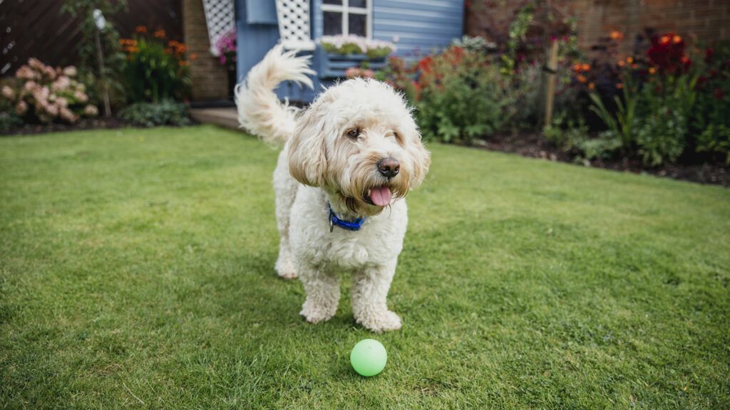 A fluffy cockapoo playing with a tennis ball on the grass.