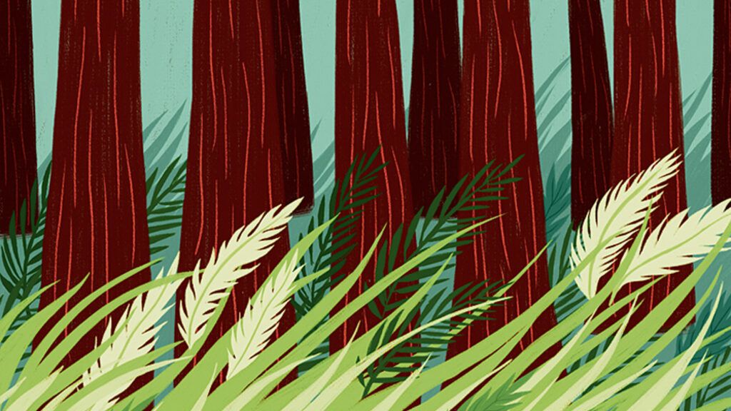 An artist's rendering of wind blowing through the redwoods