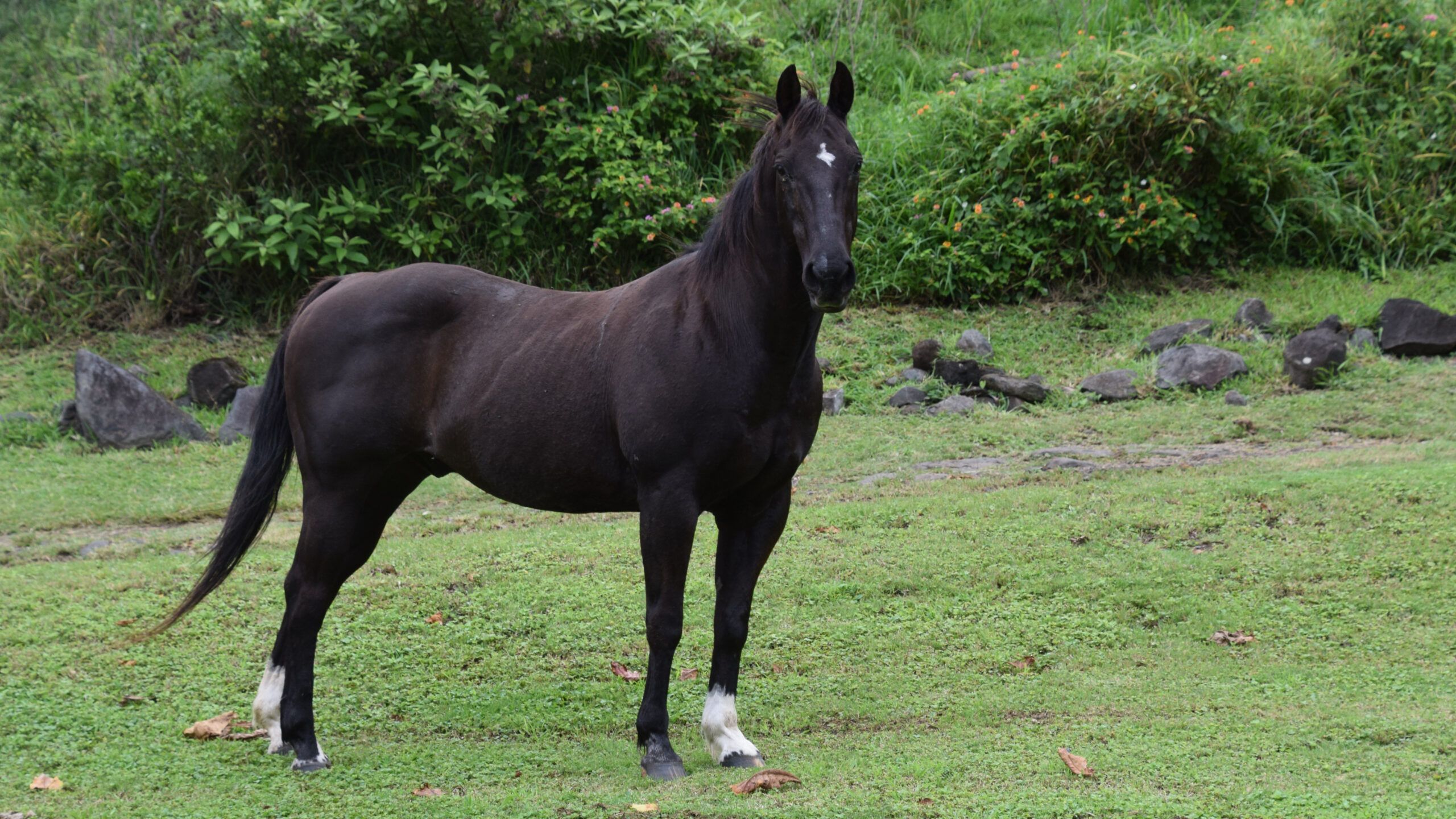 horse on Molokai, off Kamehameha Highway, photo credit: Brooke Obie