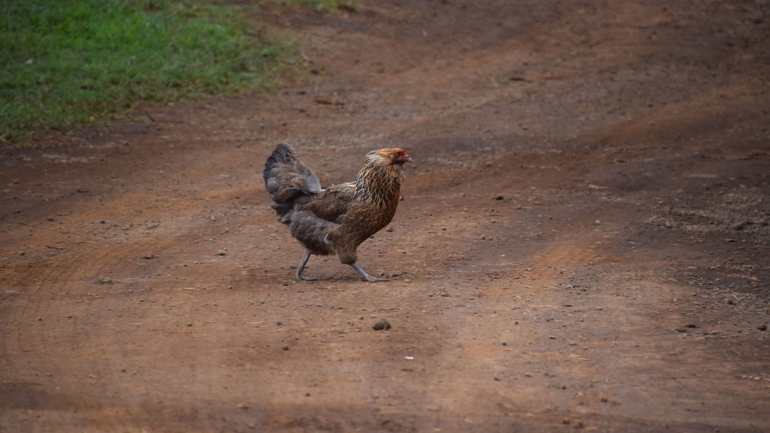 rooster crossing the road on Molokai, photo credit: Brooke Obie