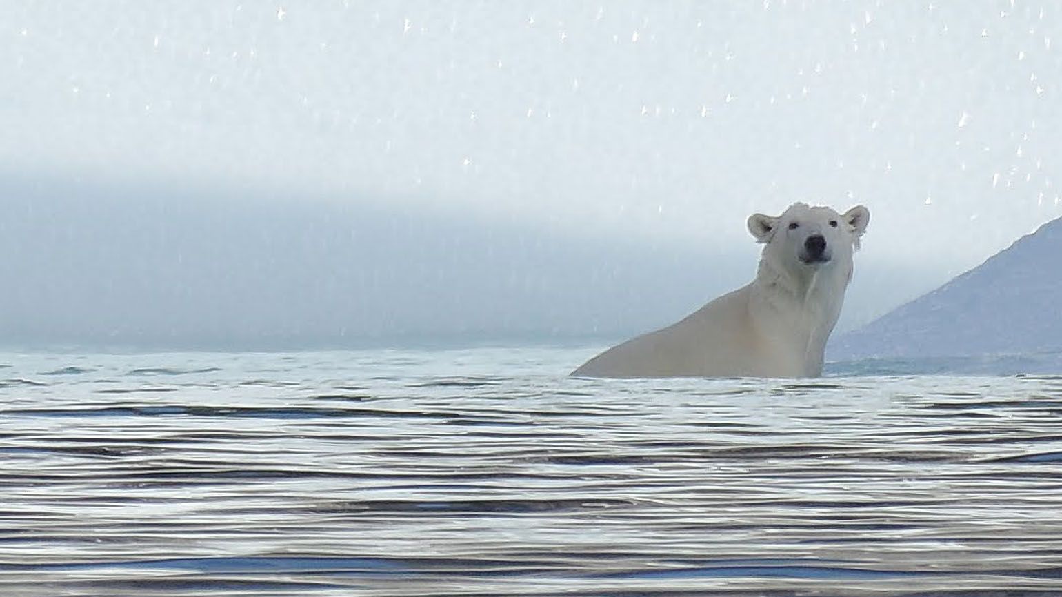 A polar bear lounging in the Arctic waters.