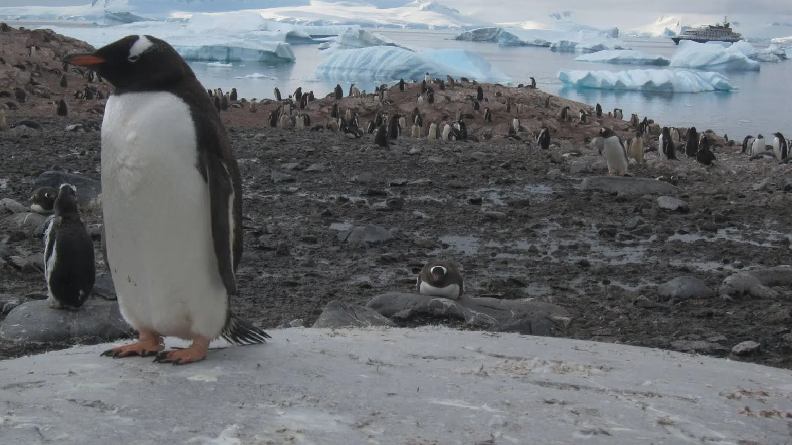 A close up of a penguin clambering on the edge of ice.