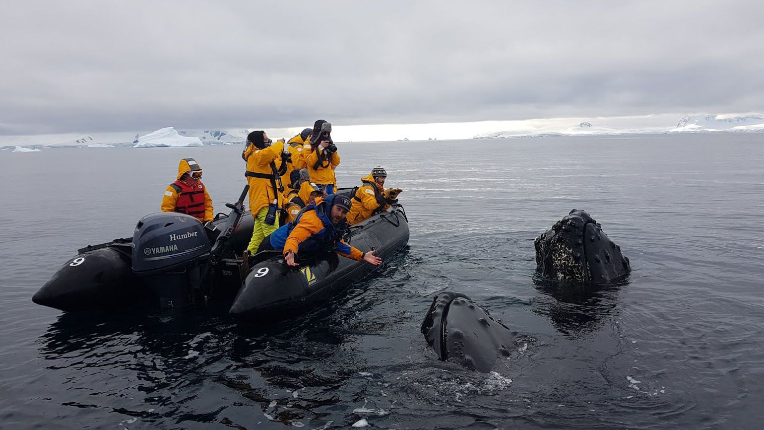 Brett and his team touch the bumpy surface of a whale.