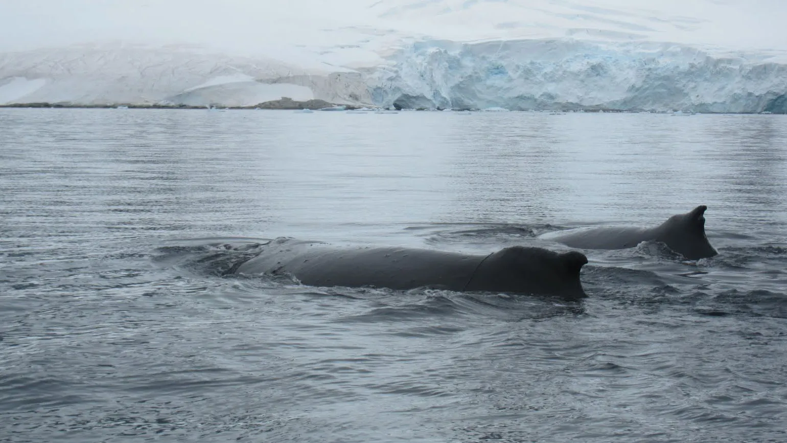 Two gentle whales swim side by side.