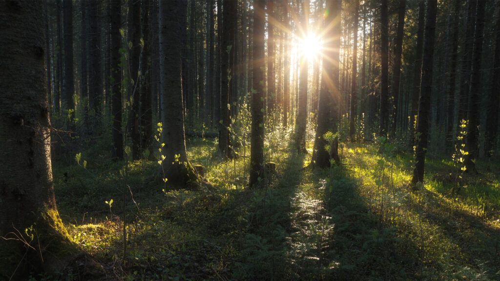 Sunlight illuminates foliage in a dark forest.