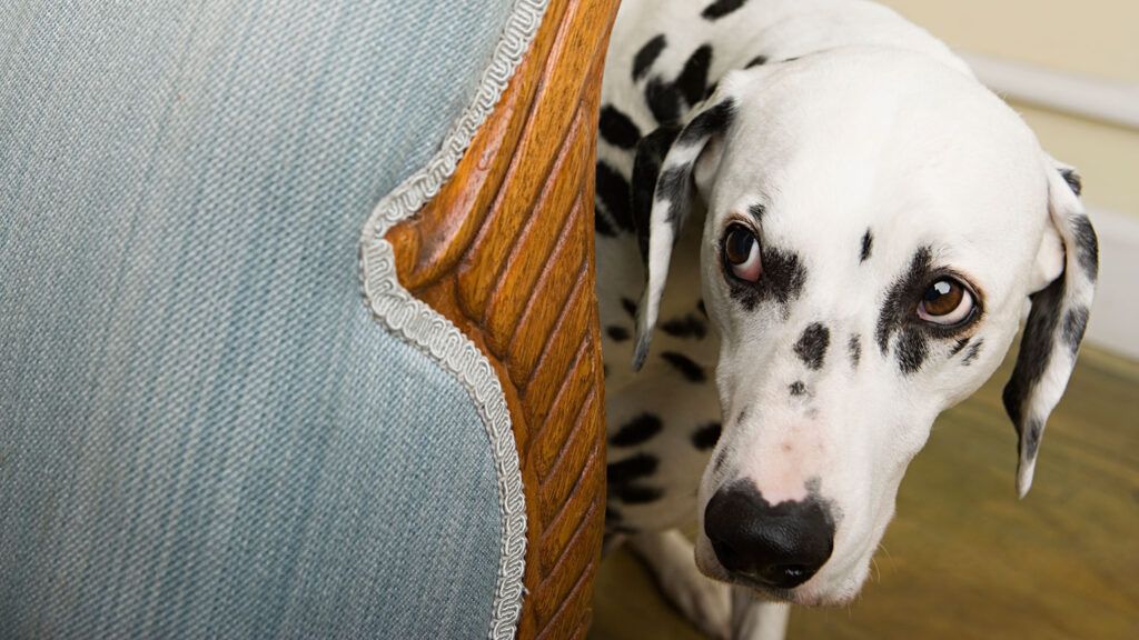An anxious dog hides behind a sofa
