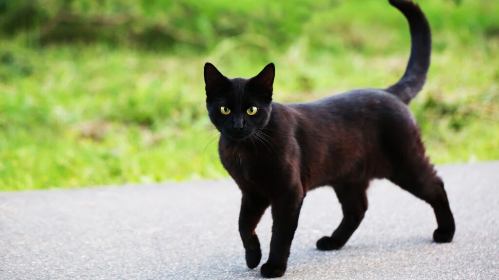A black cat strolling outside.