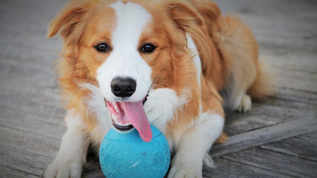 A red and white border collie looking directly at the camera with a large blue ball in between his paws.
