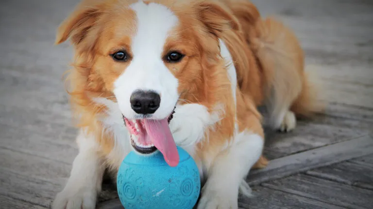 A red and white border collie looking directly at the camera with a large blue ball in between his paws.