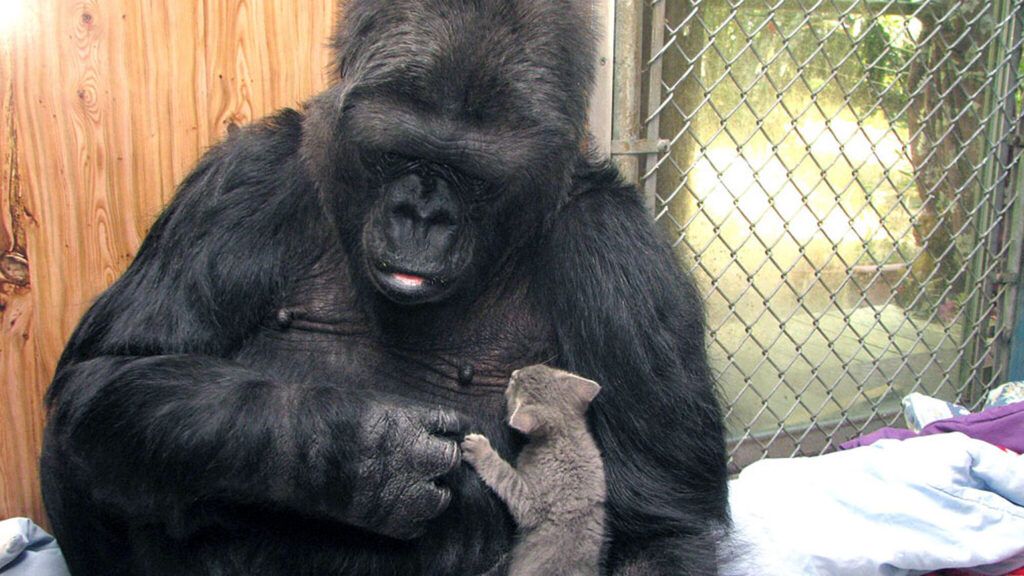 Koko cuddles with a feline friend